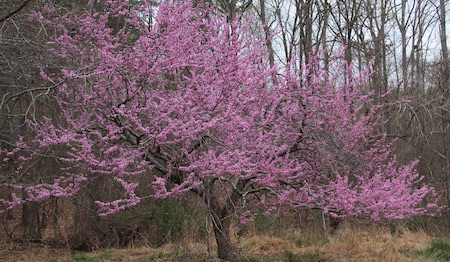 Quels Sont Les Meilleurs Arbres Qui R Sistent La S Cheresse Pour Son