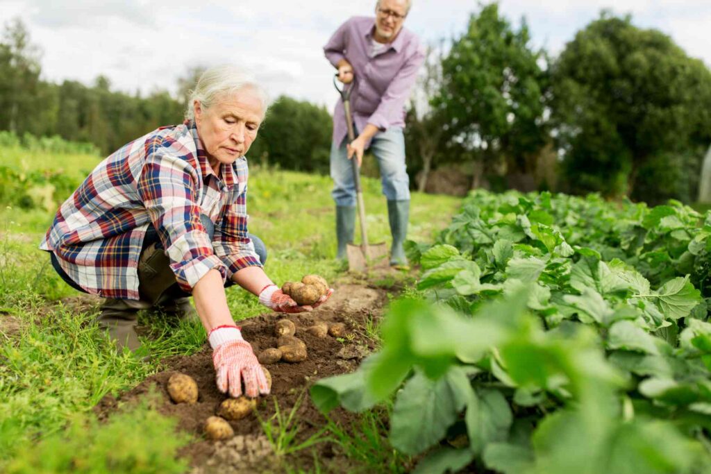 planter les pommes de terre