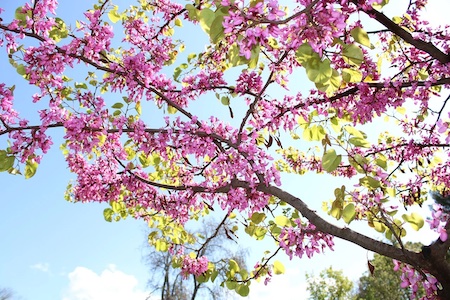 Arbre de Judée