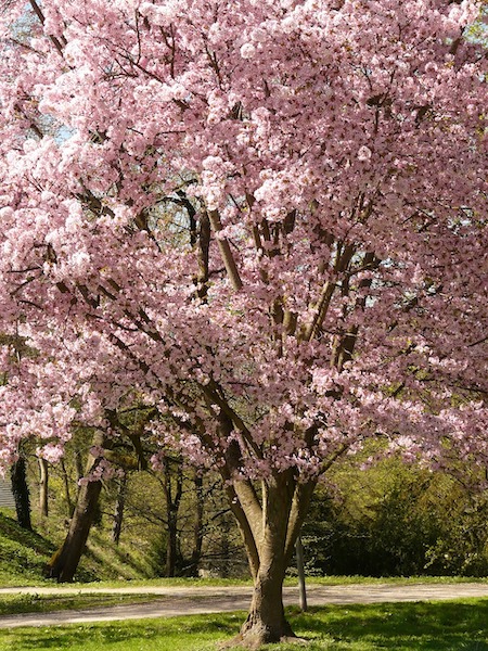 Le romantisme du cerisier du Japon (Prunus serrulata)