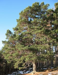 Le Pinus sylvestris