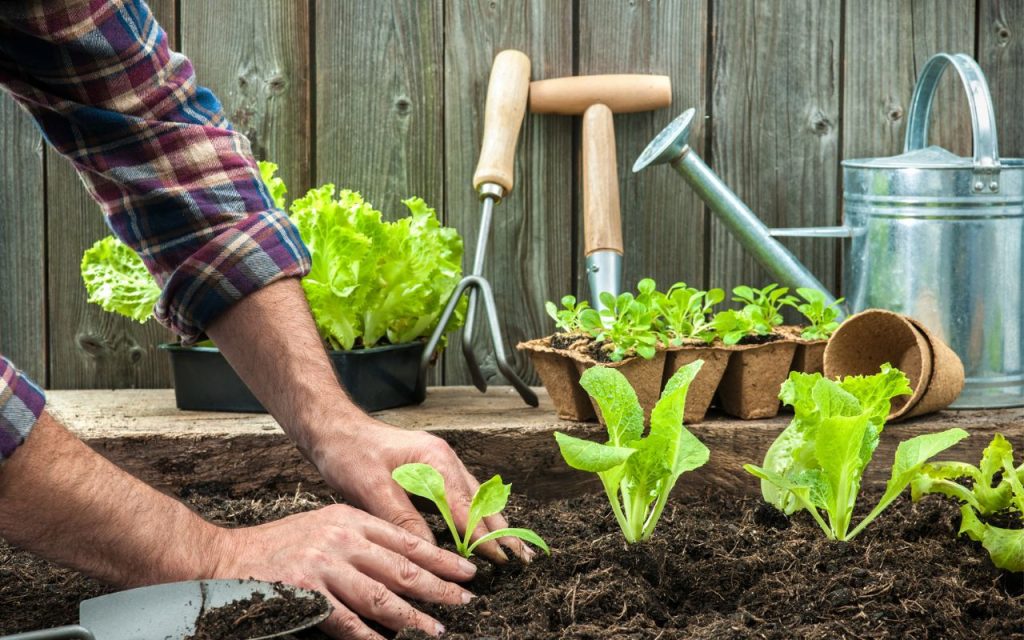 planter legume aout septembre