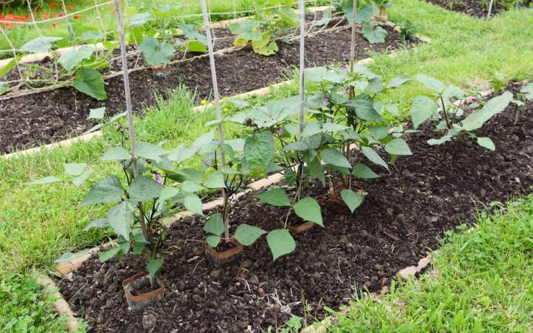 Comment Semer Les Haricots Verts Et Obtenir Une R colte Abondante Et comment-semer-les-haricots-verts-et-obtenir-une-r-colte-abondante-et