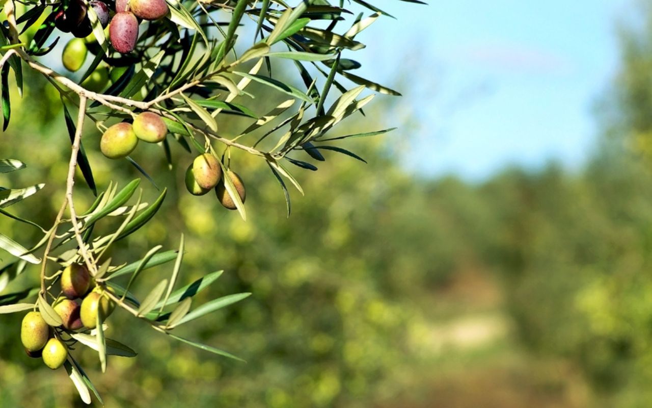 engrais olivier