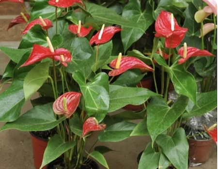 Anthurium