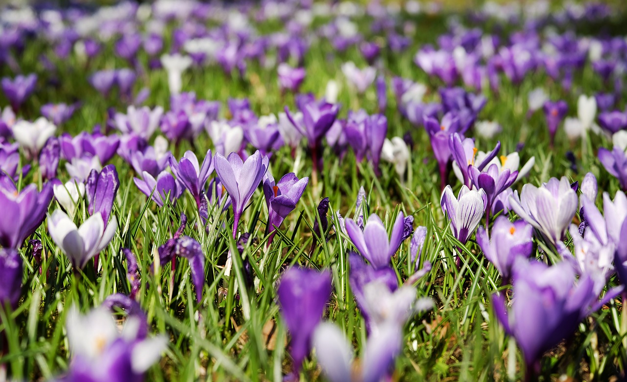 Idées de fleurs printemps