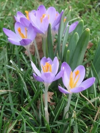 crocus