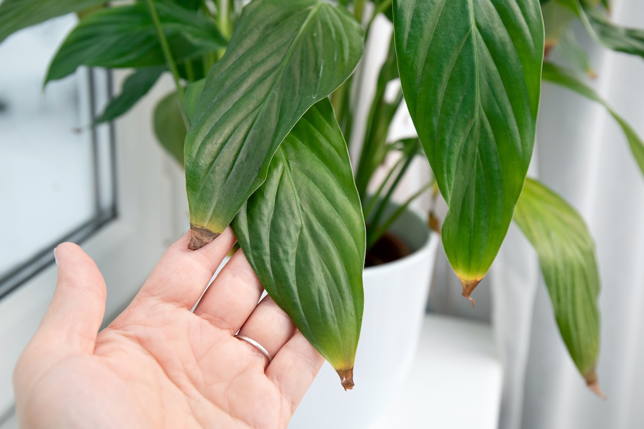 Plante intérieur feuille marron